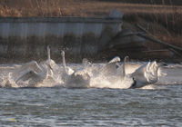 Trumpeter Swans 1095